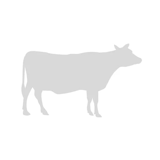 Find the Invisible Cow logo